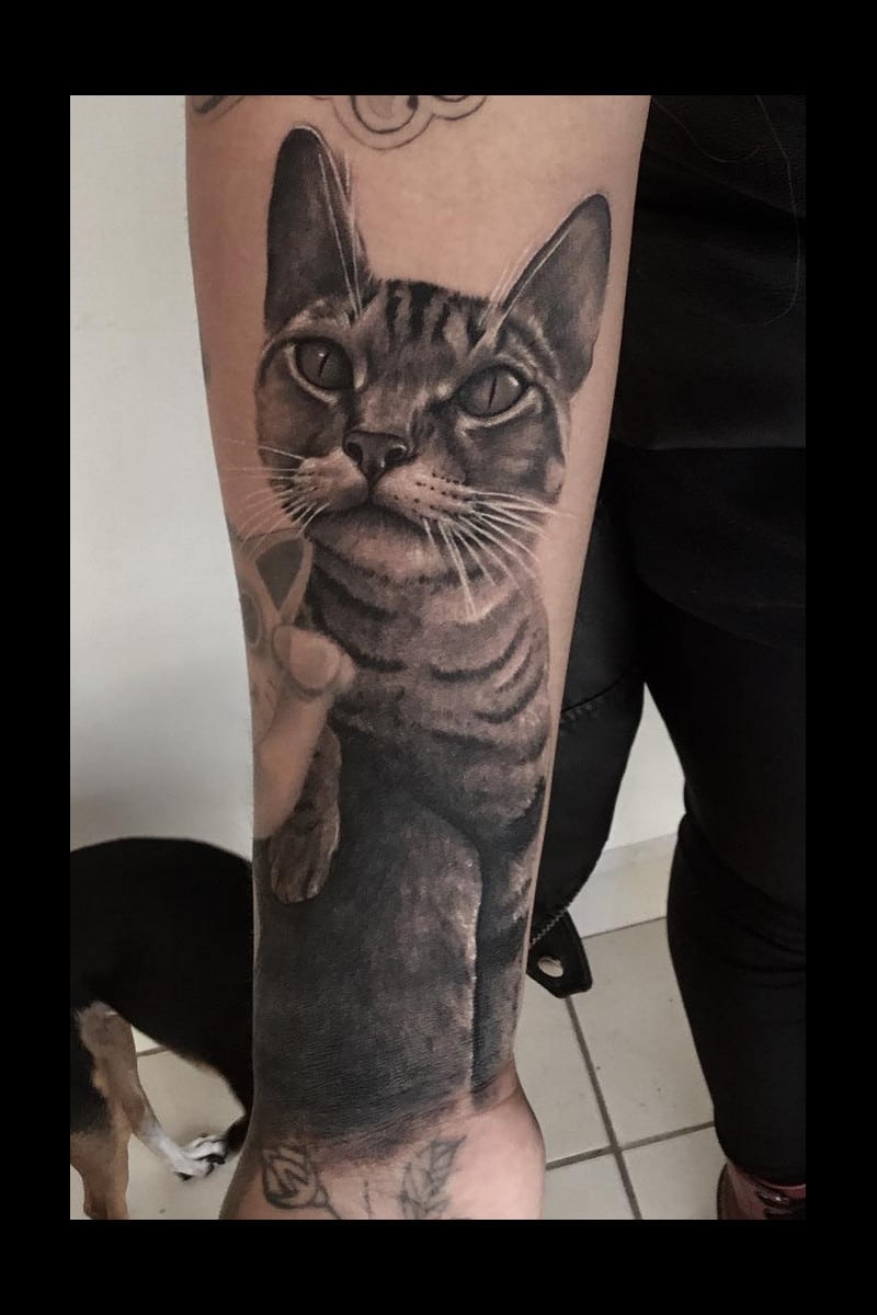 animal-gato-bw