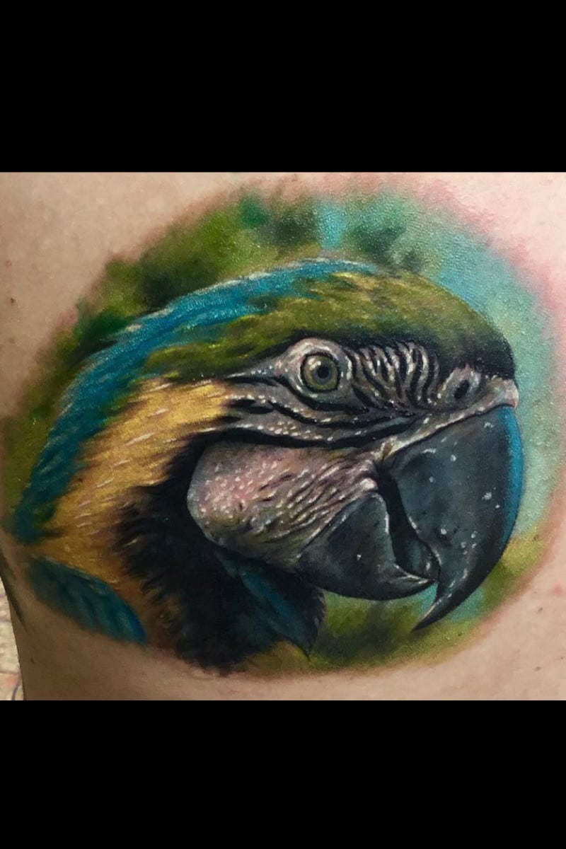 animal-guacamayo