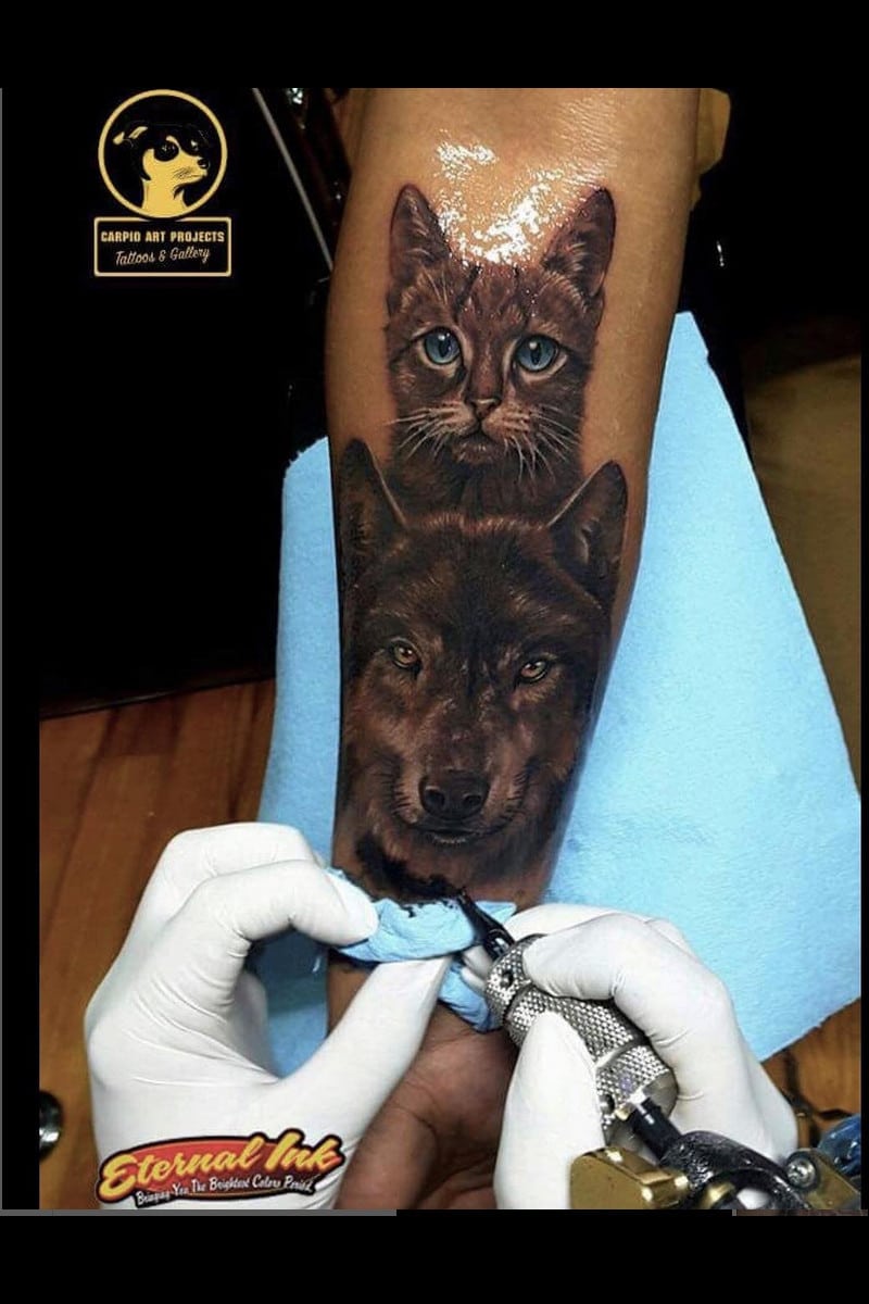 animal-lobo-gato