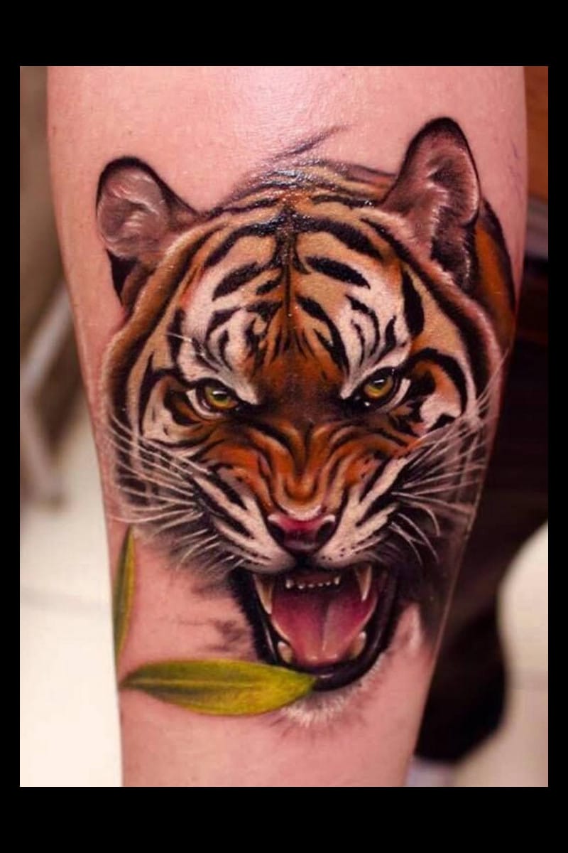 animal-tiger-color