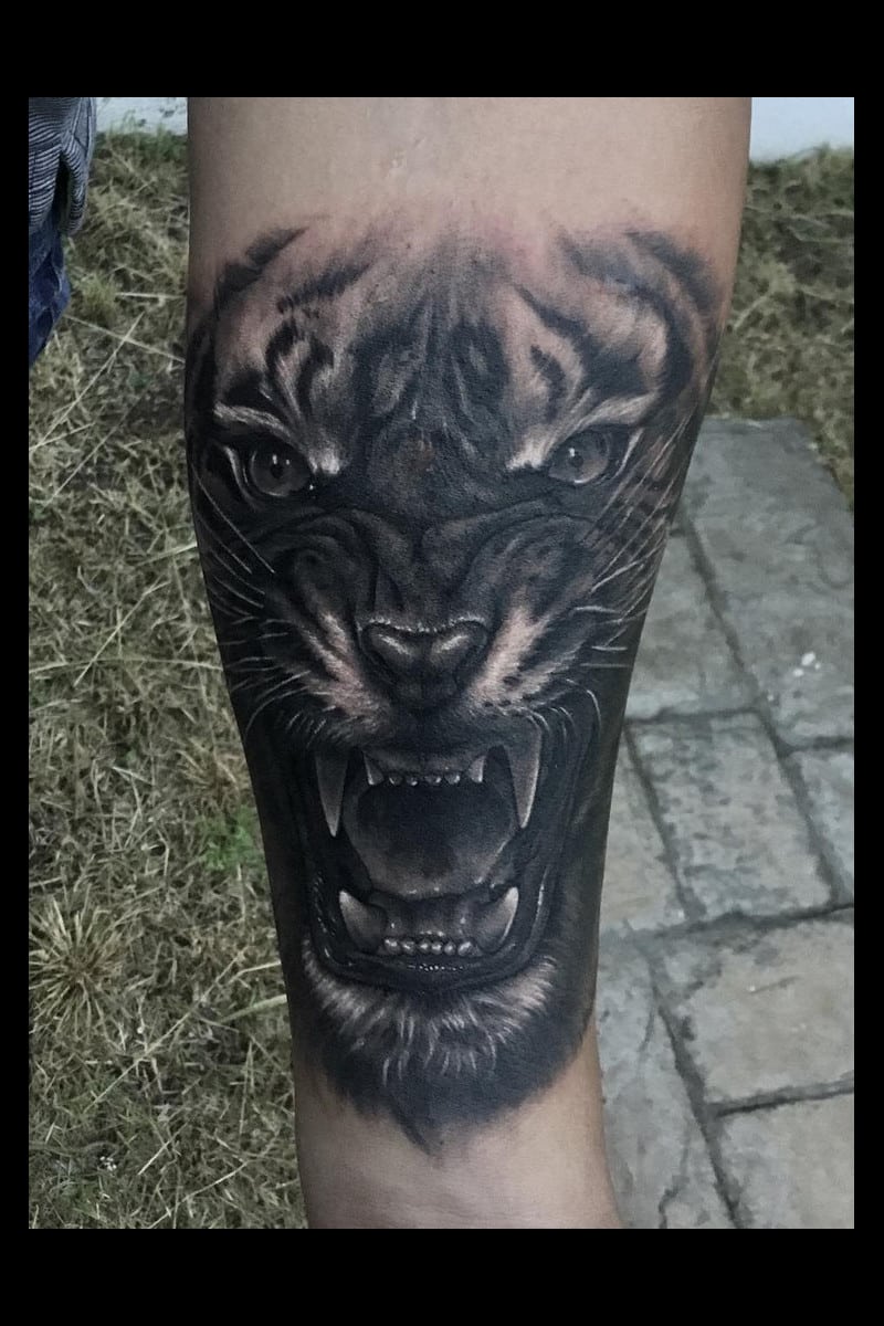 animal-tigre-colmillos