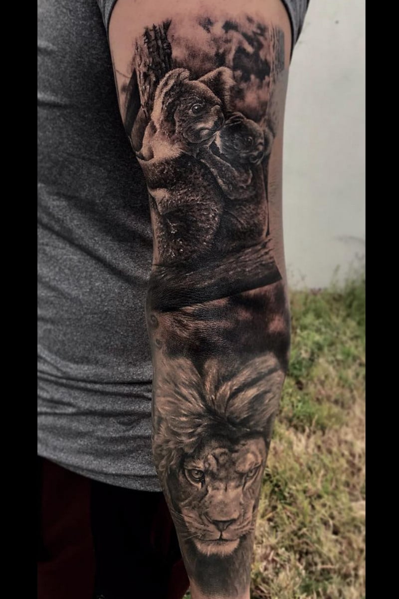 animal-leon-koalas