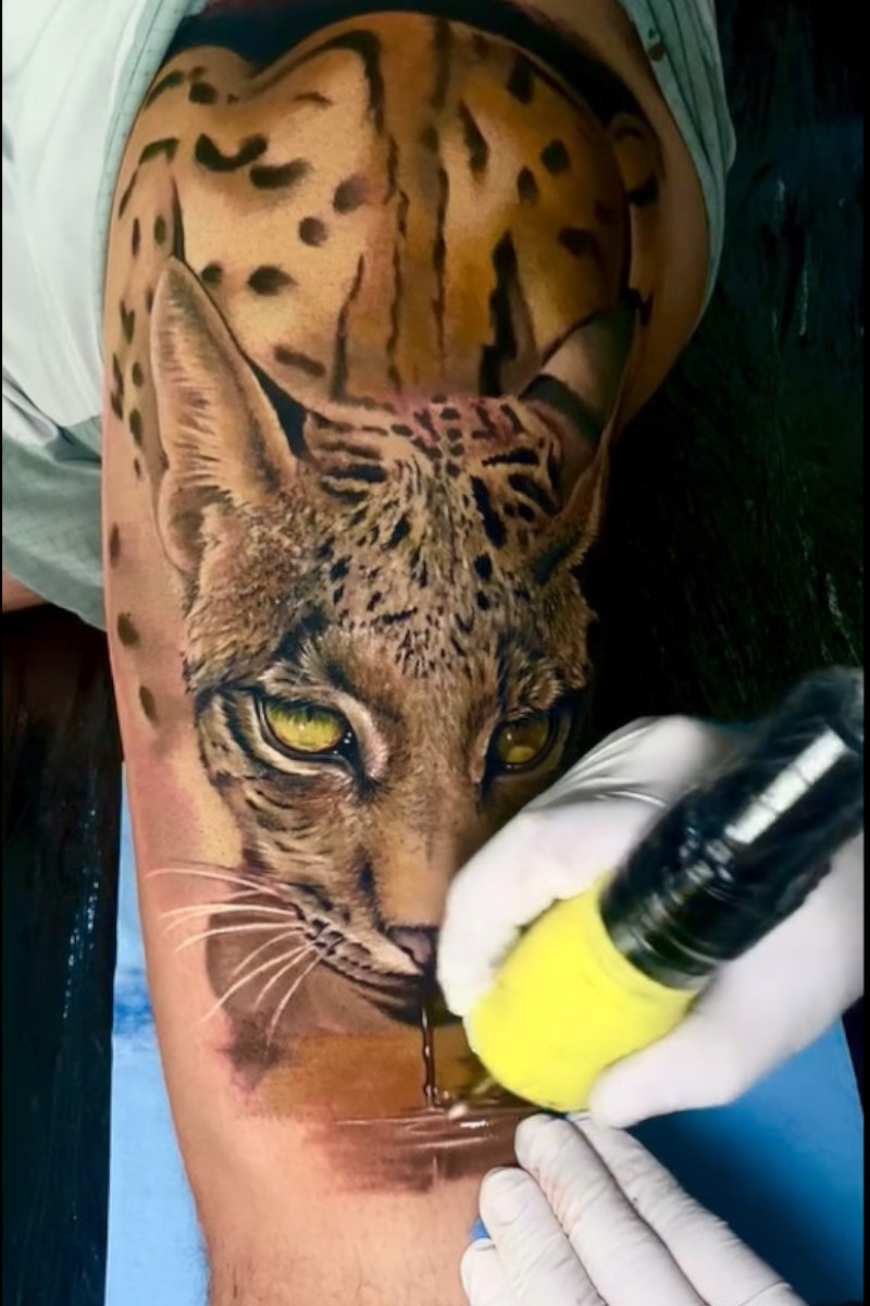 Animal-Lince